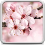 cherry blossom live wallpaper android application logo